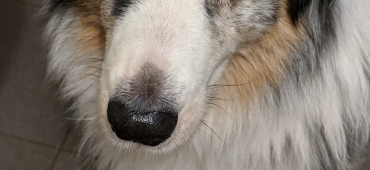 Großes Herz und große Pfoten